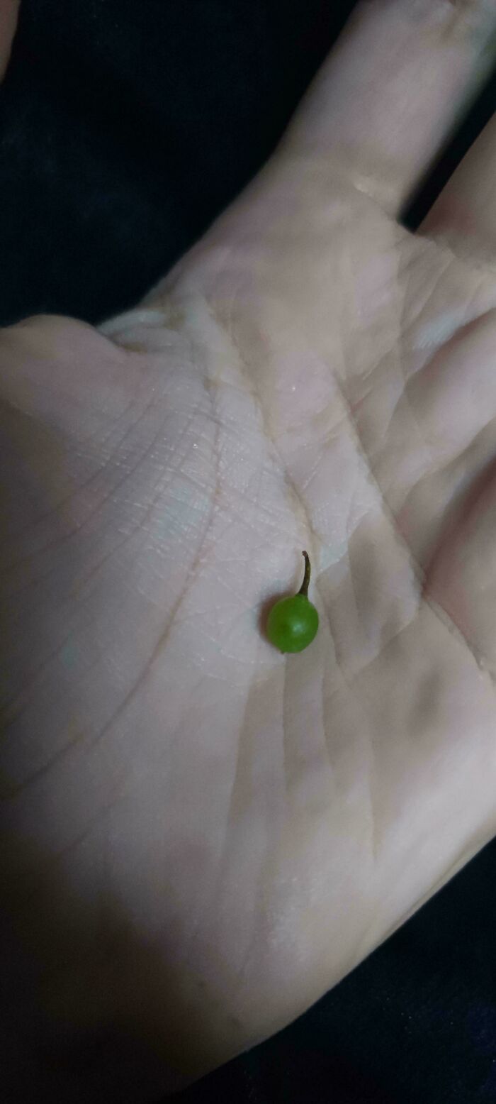 “What Is This, A Tomato For Ants?”: 114 Times Mother Nature Decided To Play A Joke On Gardeners (New Pics)