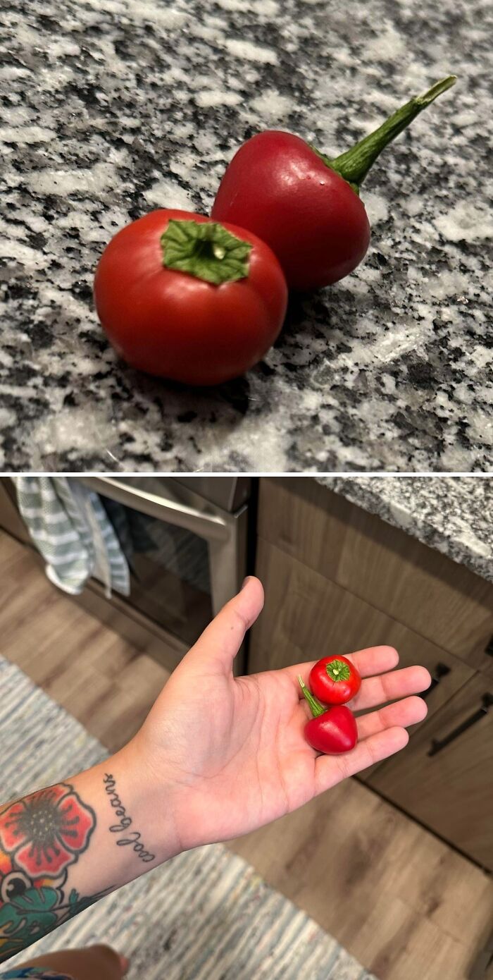 “What Is This, A Tomato For Ants?”: 114 Times Mother Nature Decided To Play A Joke On Gardeners (New Pics)