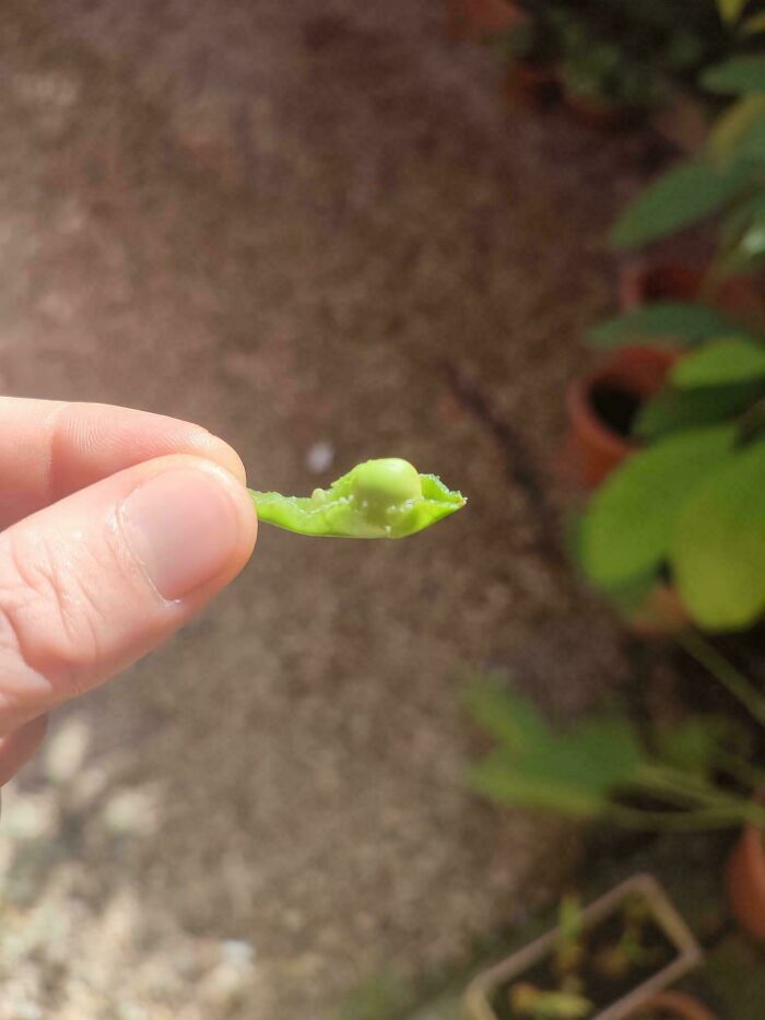 “What Is This, A Tomato For Ants?”: 114 Times Mother Nature Decided To Play A Joke On Gardeners (New Pics)