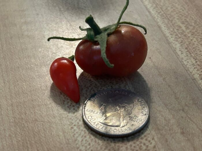 “What Is This, A Tomato For Ants?”: 114 Times Mother Nature Decided To Play A Joke On Gardeners (New Pics)