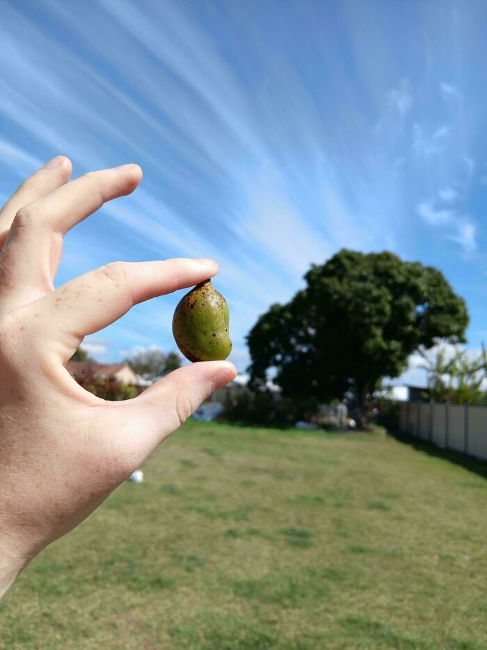 “What Is This, A Tomato For Ants?”: 114 Times Mother Nature Decided To Play A Joke On Gardeners (New Pics)