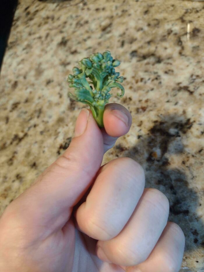 “What Is This, A Tomato For Ants?”: 114 Times Mother Nature Decided To Play A Joke On Gardeners (New Pics)
