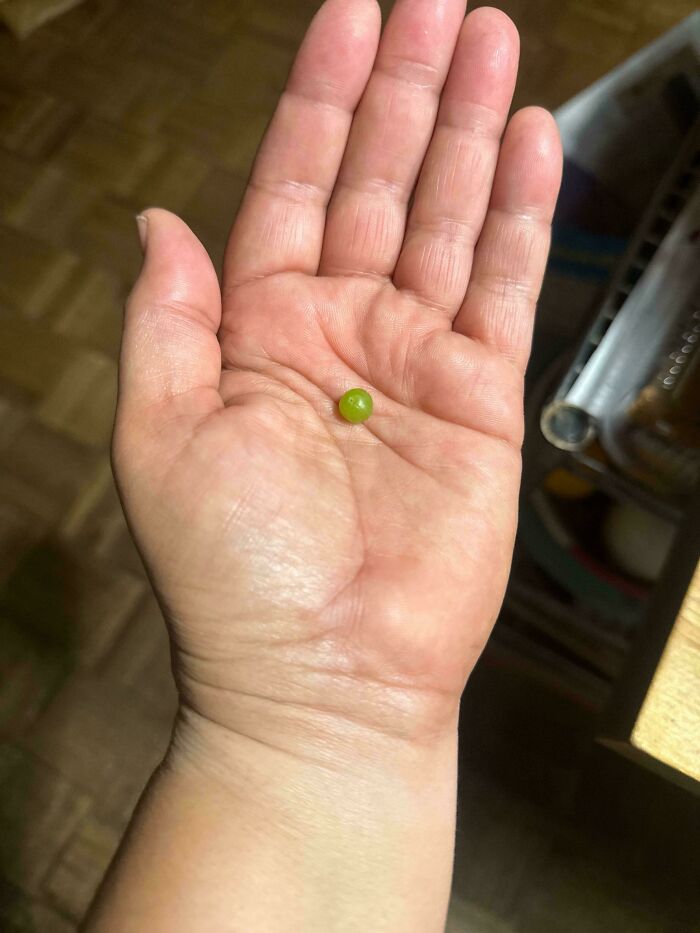 “What Is This, A Tomato For Ants?”: 114 Times Mother Nature Decided To Play A Joke On Gardeners (New Pics)