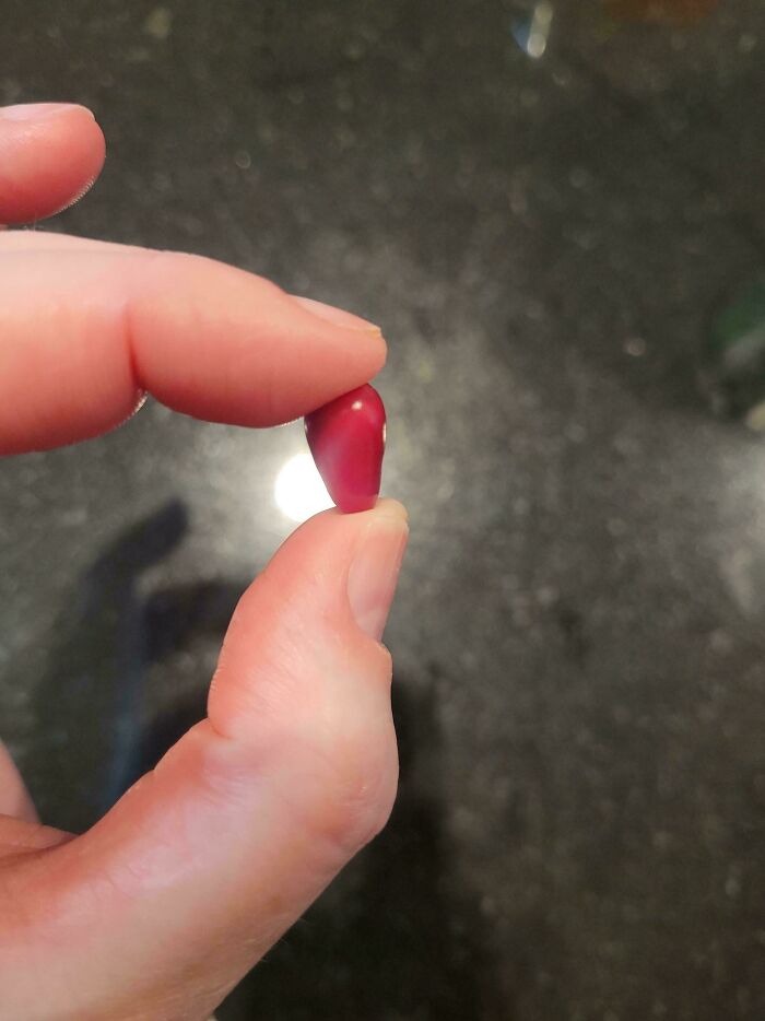 “What Is This, A Tomato For Ants?”: 114 Times Mother Nature Decided To Play A Joke On Gardeners (New Pics)