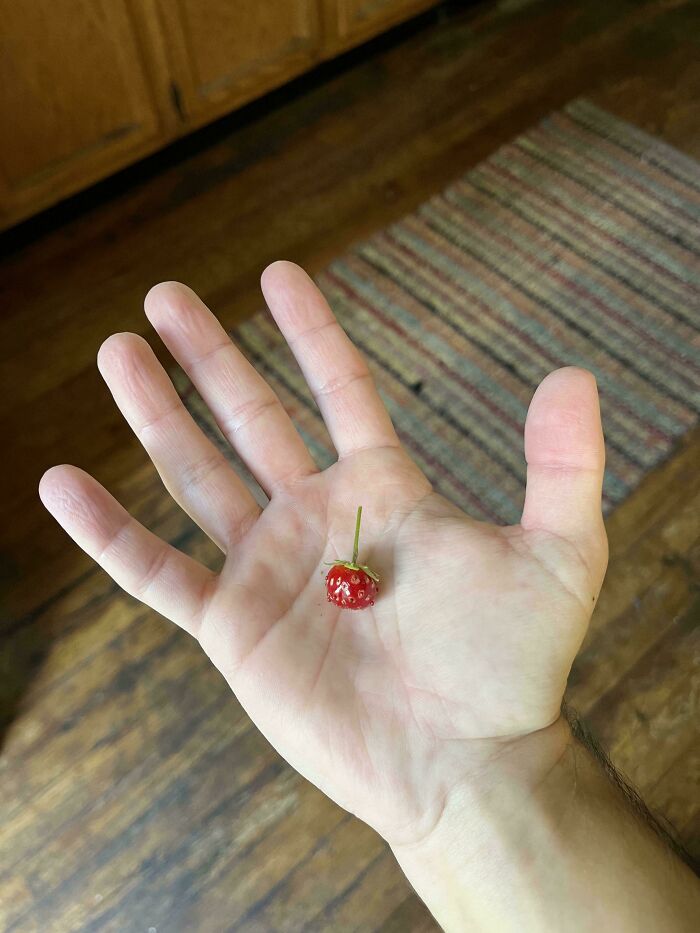 “What Is This, A Tomato For Ants?”: 114 Times Mother Nature Decided To Play A Joke On Gardeners (New Pics)