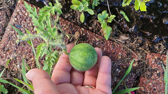 “What Is This, A Tomato For Ants?”: 114 Times Mother Nature Decided To Play A Joke On Gardeners (New Pics)