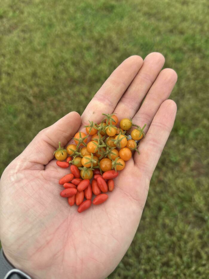 “What Is This, A Tomato For Ants?”: 114 Times Mother Nature Decided To Play A Joke On Gardeners (New Pics)
