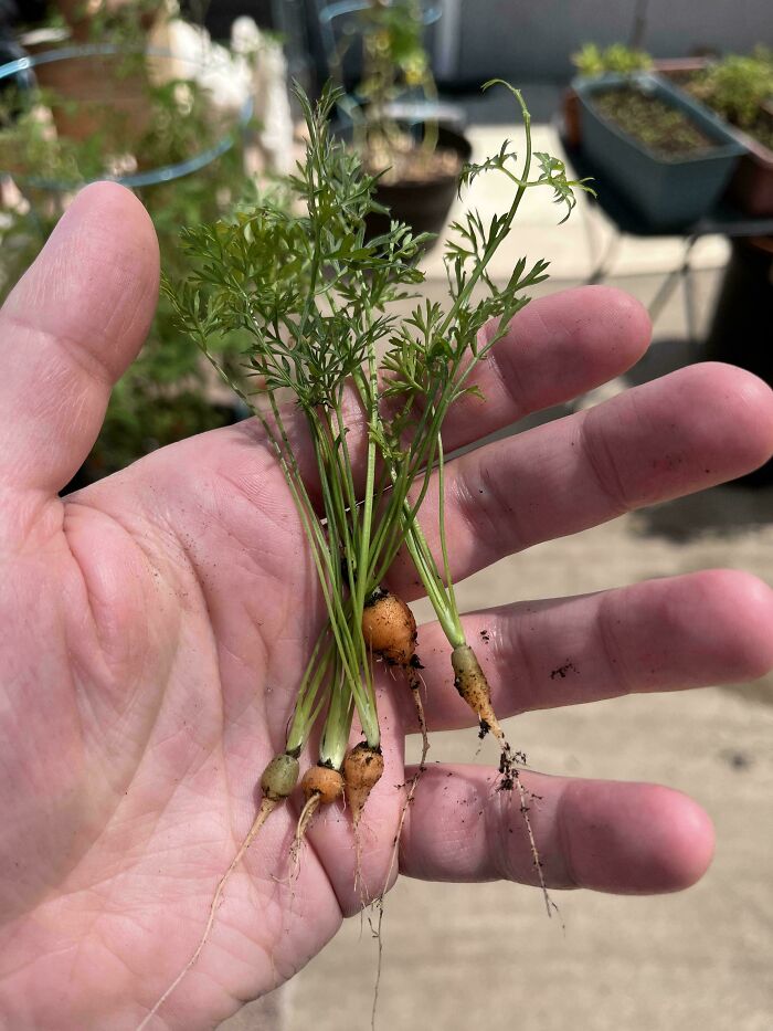 “What Is This, A Tomato For Ants?”: 114 Times Mother Nature Decided To Play A Joke On Gardeners (New Pics)
