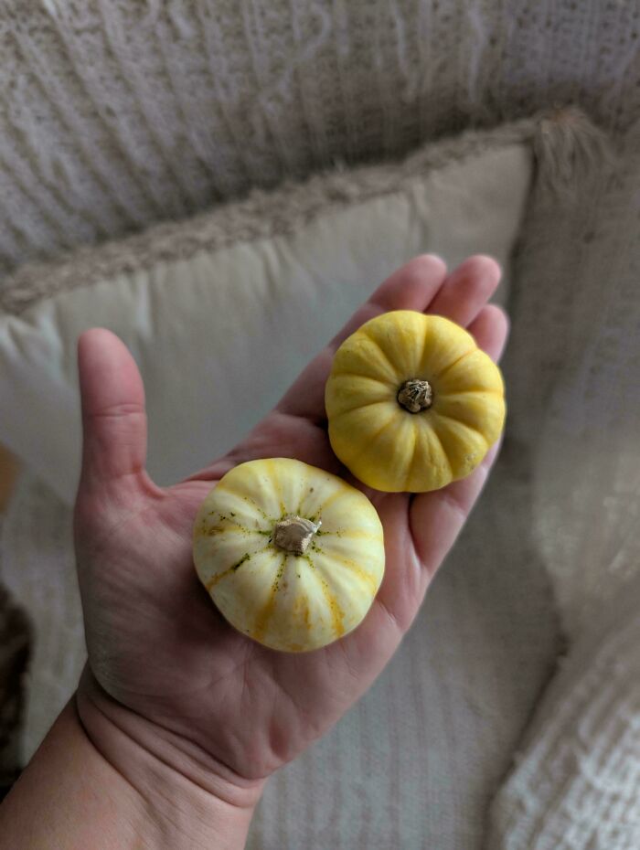 “What Is This, A Tomato For Ants?”: 114 Times Mother Nature Decided To Play A Joke On Gardeners (New Pics)