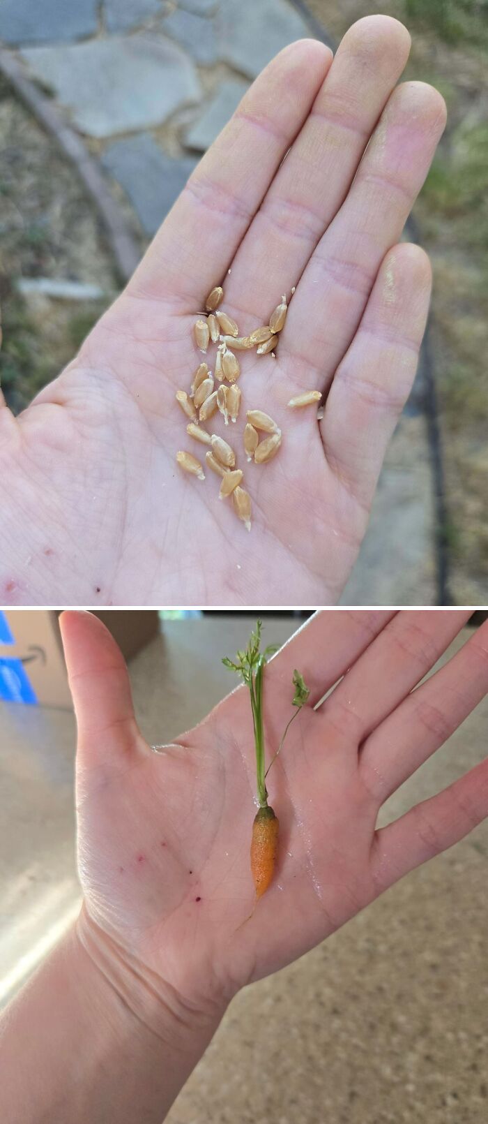 “What Is This, A Tomato For Ants?”: 114 Times Mother Nature Decided To Play A Joke On Gardeners (New Pics)