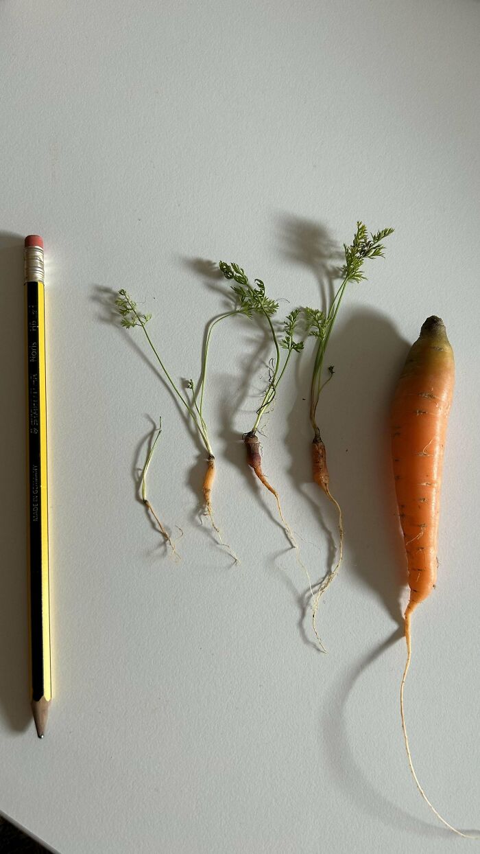 “What Is This, A Tomato For Ants?”: 114 Times Mother Nature Decided To Play A Joke On Gardeners (New Pics)