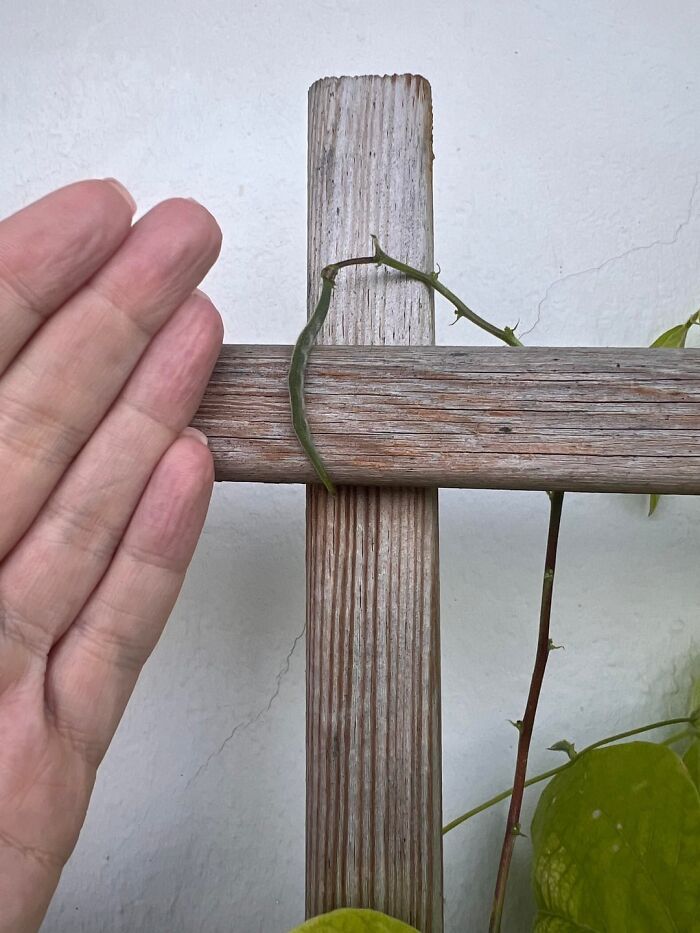 “What Is This, A Tomato For Ants?”: 114 Times Mother Nature Decided To Play A Joke On Gardeners (New Pics)