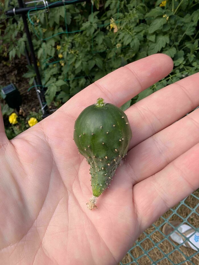 “What Is This, A Tomato For Ants?”: 114 Times Mother Nature Decided To Play A Joke On Gardeners (New Pics)