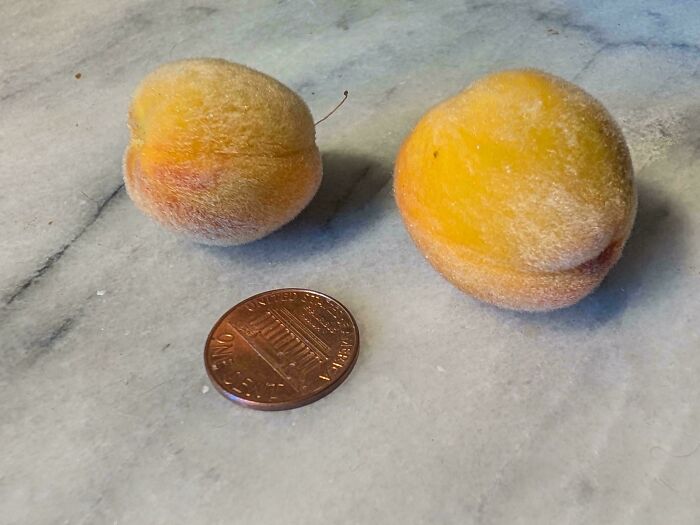 “What Is This, A Tomato For Ants?”: 114 Times Mother Nature Decided To Play A Joke On Gardeners (New Pics)