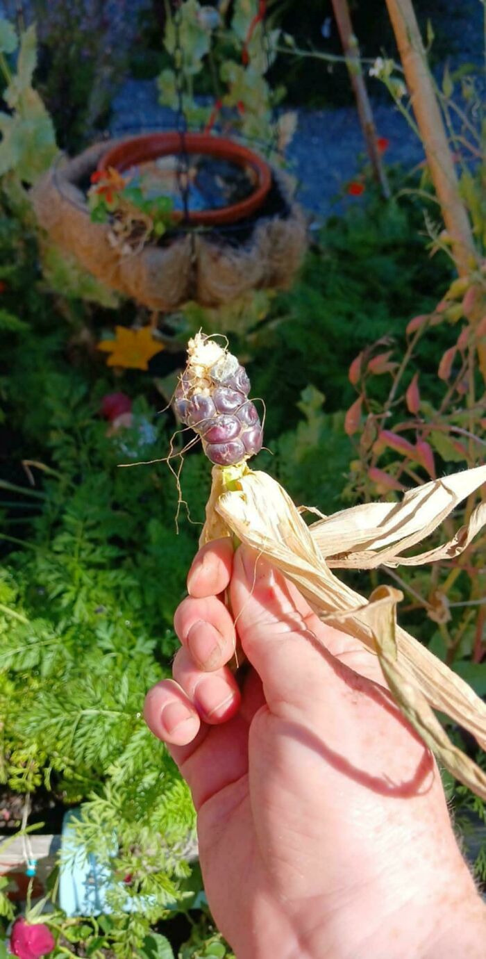 “What Is This, A Tomato For Ants?”: 114 Times Mother Nature Decided To Play A Joke On Gardeners (New Pics)