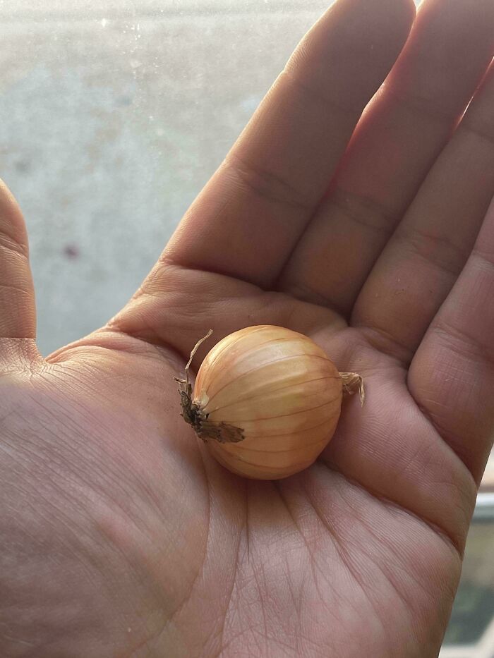 “What Is This, A Tomato For Ants?”: 114 Times Mother Nature Decided To Play A Joke On Gardeners (New Pics)