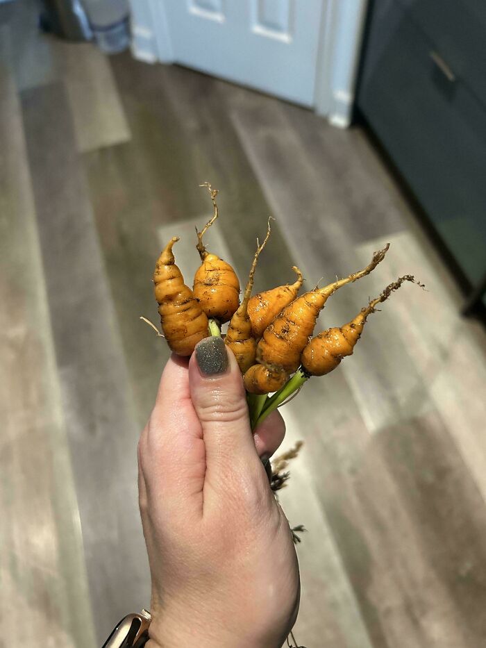 “What Is This, A Tomato For Ants?”: 114 Times Mother Nature Decided To Play A Joke On Gardeners (New Pics)