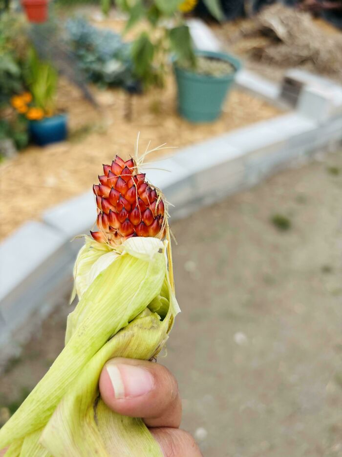 “What Is This, A Tomato For Ants?”: 114 Times Mother Nature Decided To Play A Joke On Gardeners (New Pics)