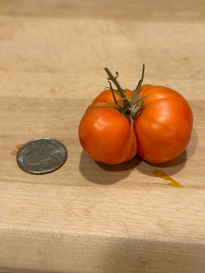 “What Is This, A Tomato For Ants?”: 114 Times Mother Nature Decided To Play A Joke On Gardeners (New Pics)