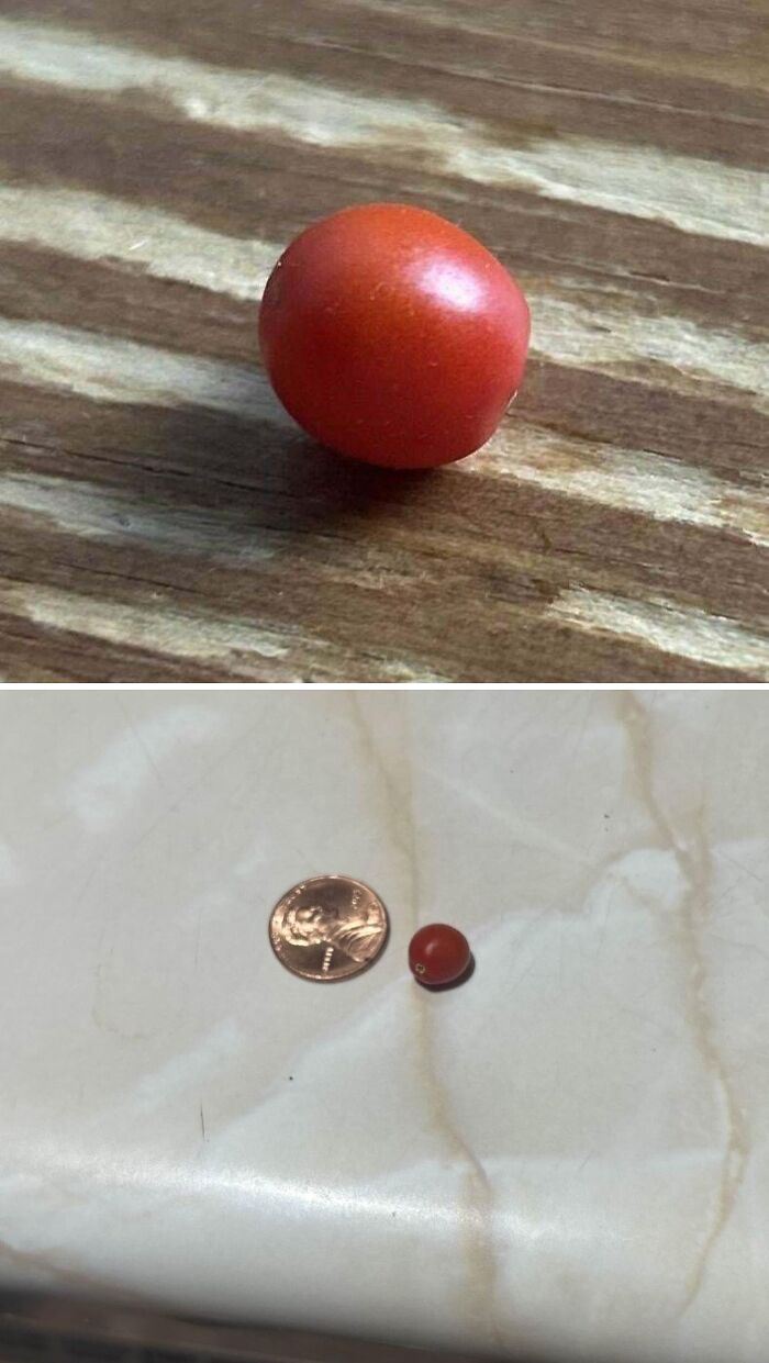 “What Is This, A Tomato For Ants?”: 114 Times Mother Nature Decided To Play A Joke On Gardeners (New Pics)