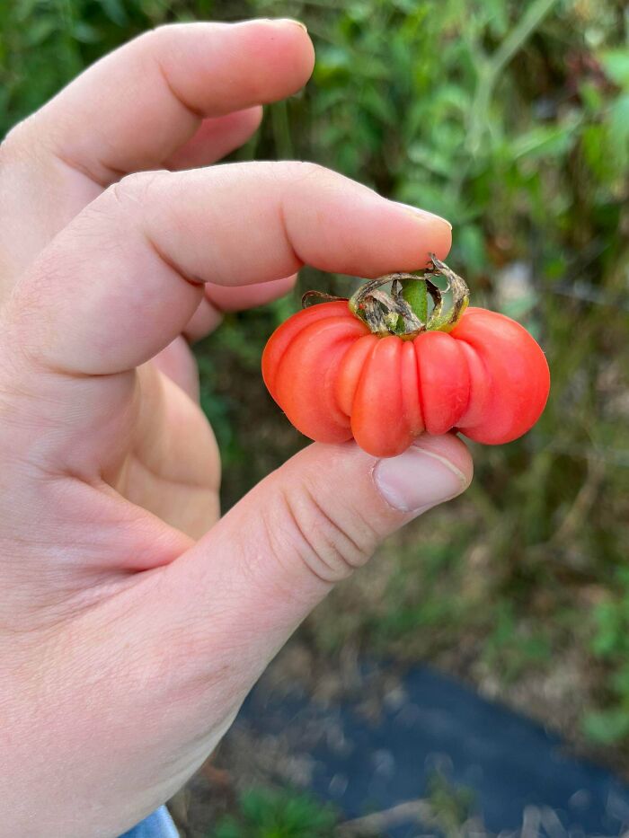 “What Is This, A Tomato For Ants?”: 114 Times Mother Nature Decided To Play A Joke On Gardeners (New Pics)