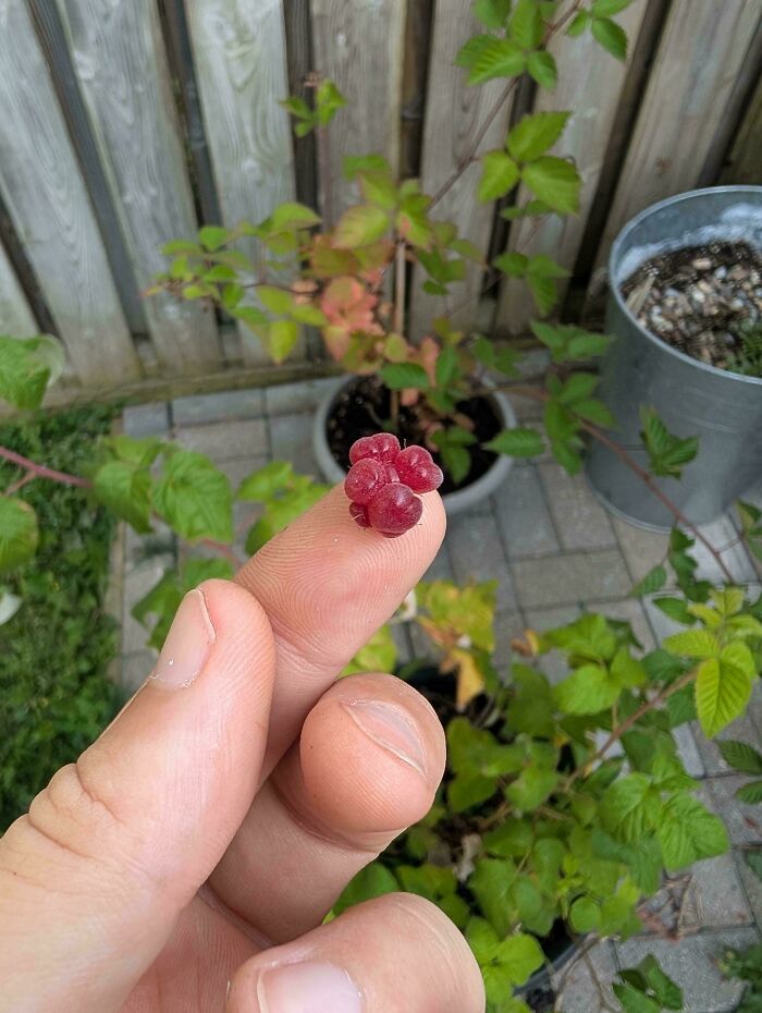 “What Is This, A Tomato For Ants?”: 114 Times Mother Nature Decided To Play A Joke On Gardeners (New Pics)