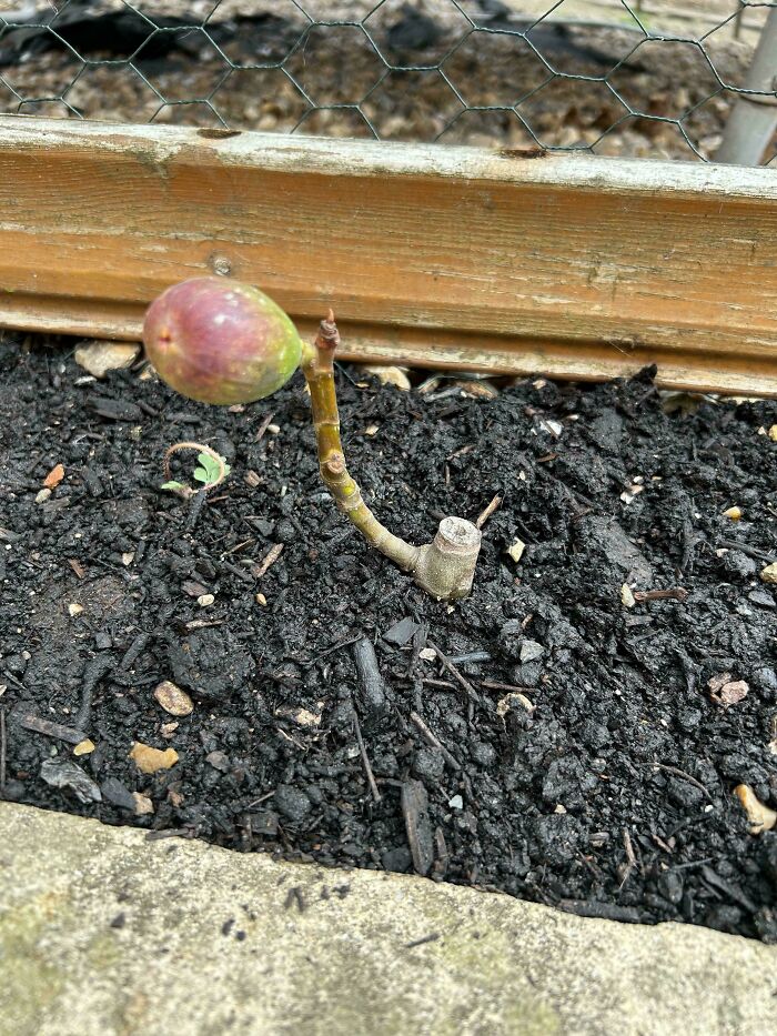 “What Is This, A Tomato For Ants?”: 114 Times Mother Nature Decided To Play A Joke On Gardeners (New Pics)