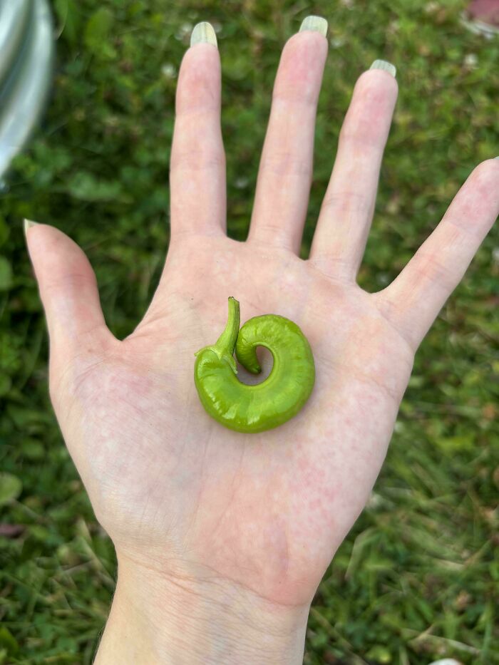 “What Is This, A Tomato For Ants?”: 114 Times Mother Nature Decided To Play A Joke On Gardeners (New Pics)