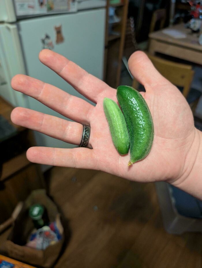 “What Is This, A Tomato For Ants?”: 114 Times Mother Nature Decided To Play A Joke On Gardeners (New Pics)