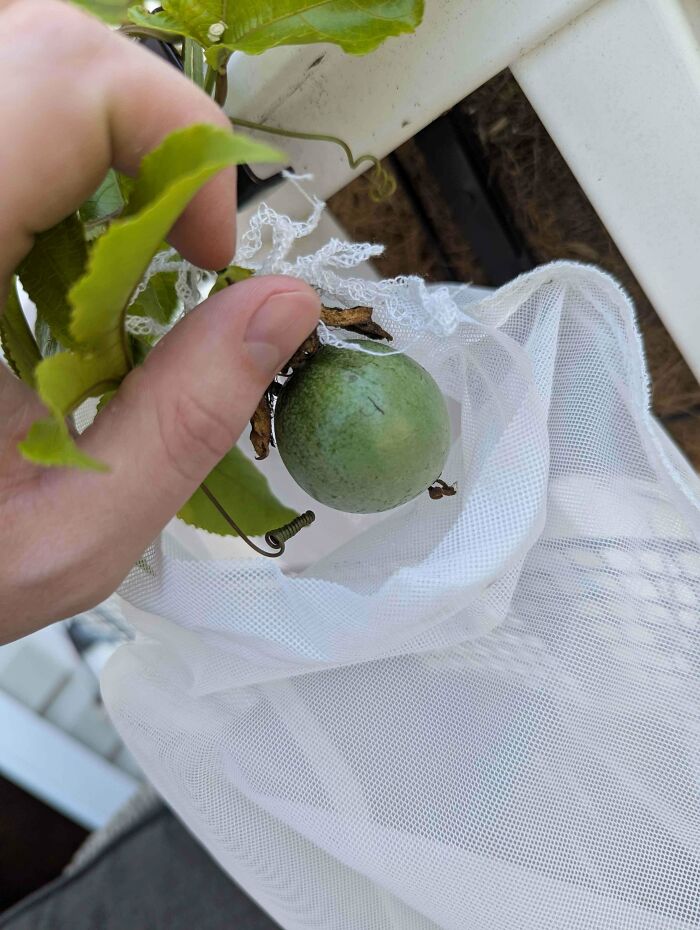 “What Is This, A Tomato For Ants?”: 114 Times Mother Nature Decided To Play A Joke On Gardeners (New Pics)