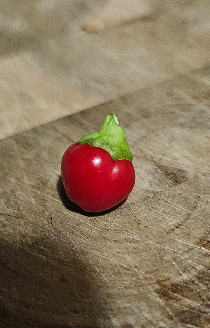 “What Is This, A Tomato For Ants?”: 114 Times Mother Nature Decided To Play A Joke On Gardeners (New Pics)
