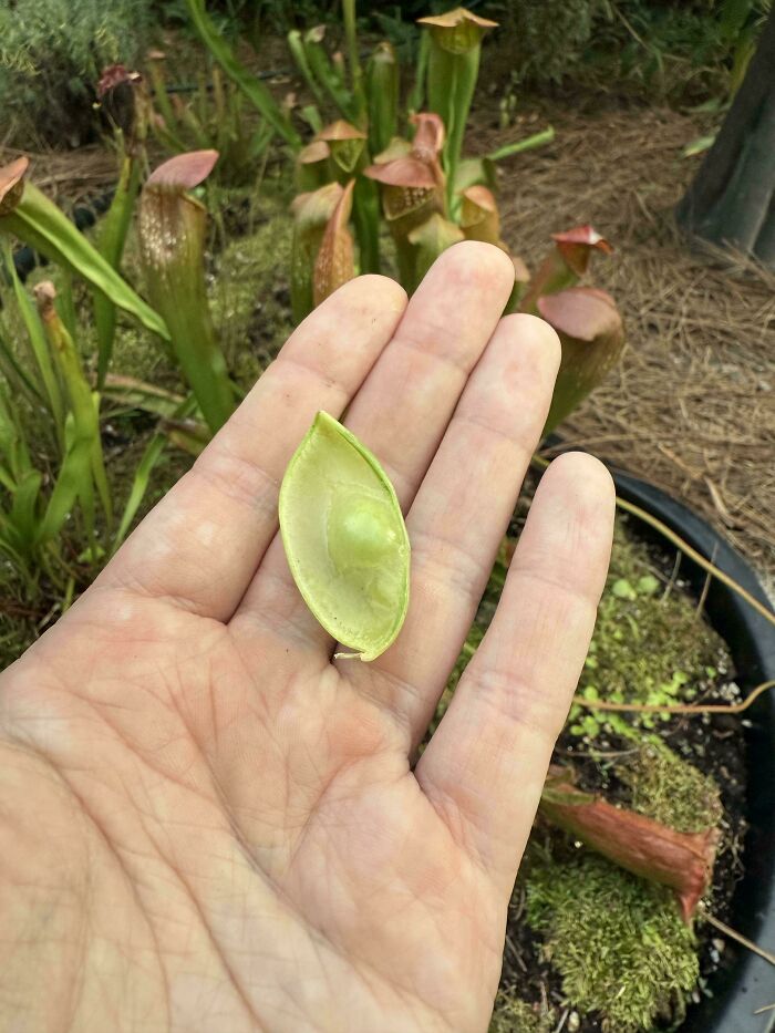 “What Is This, A Tomato For Ants?”: 114 Times Mother Nature Decided To Play A Joke On Gardeners (New Pics)