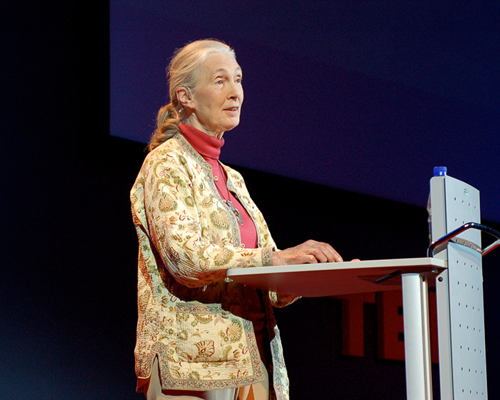 Jane Goodall, Legendary Chimpanzee Expert And Animal Advocate, Passes Away At 91