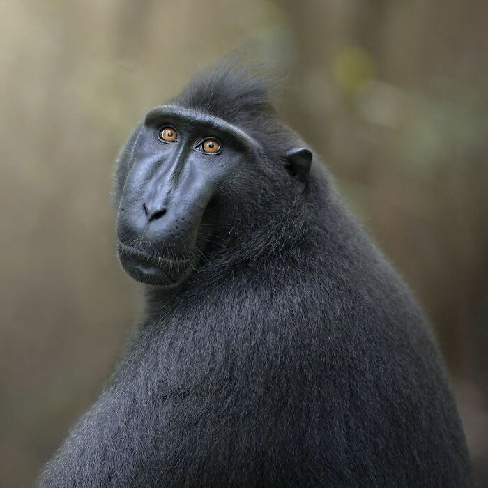 50 Breathtaking Animal Photos By Marcello Galleano
