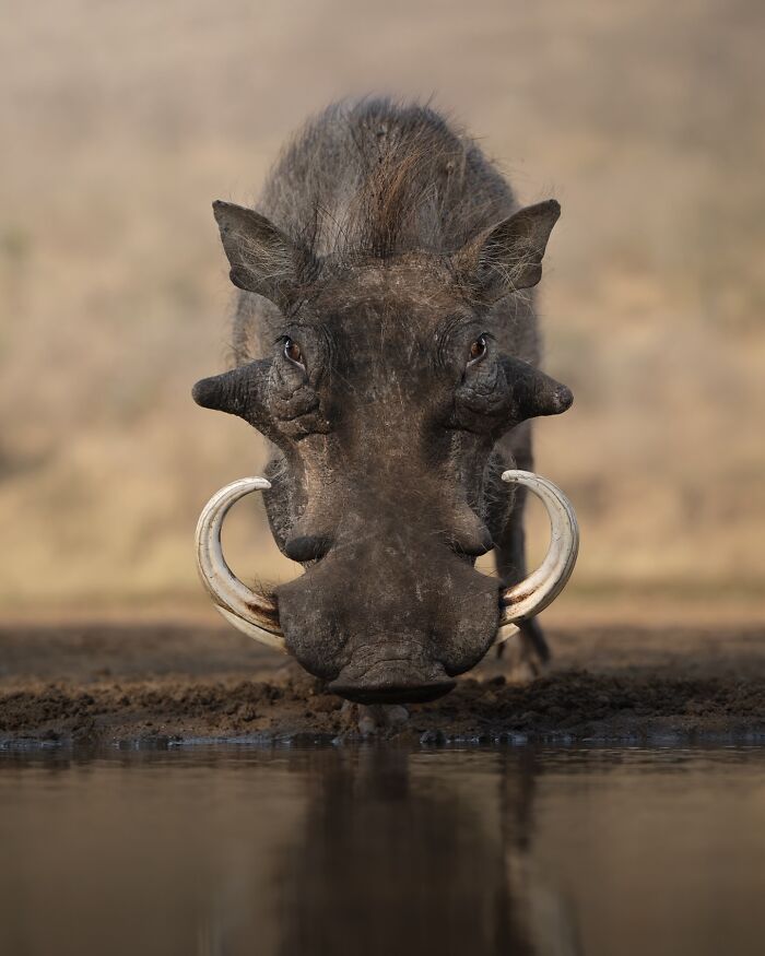 50 Breathtaking Animal Photos By Marcello Galleano