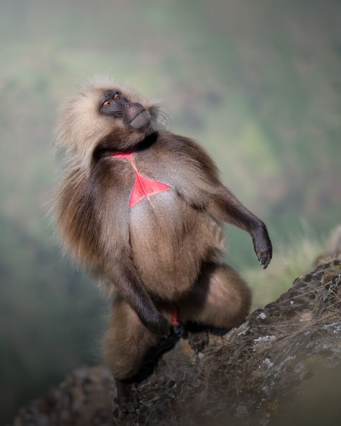 50 Breathtaking Animal Photos By Marcello Galleano