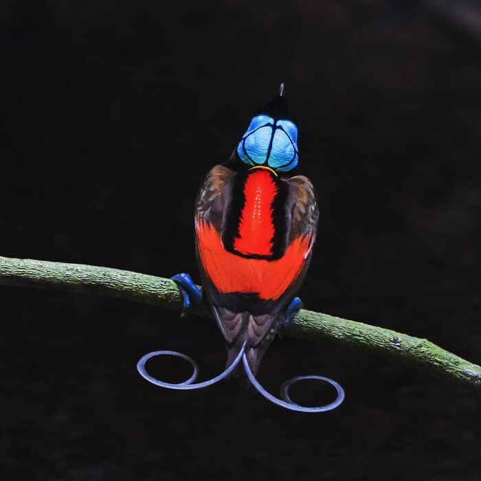 50 Breathtaking Animal Photos By Marcello Galleano