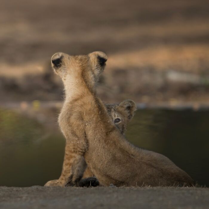 50 Breathtaking Animal Photos By Marcello Galleano