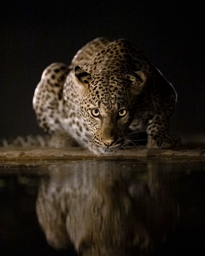 50 Breathtaking Animal Photos By Marcello Galleano