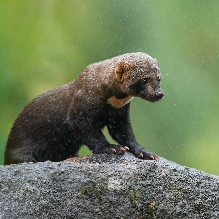50 Breathtaking Animal Photos By Marcello Galleano