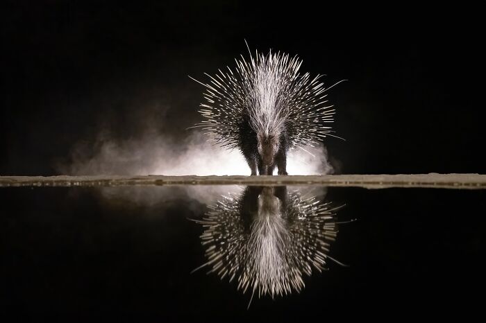 50 Breathtaking Animal Photos By Marcello Galleano