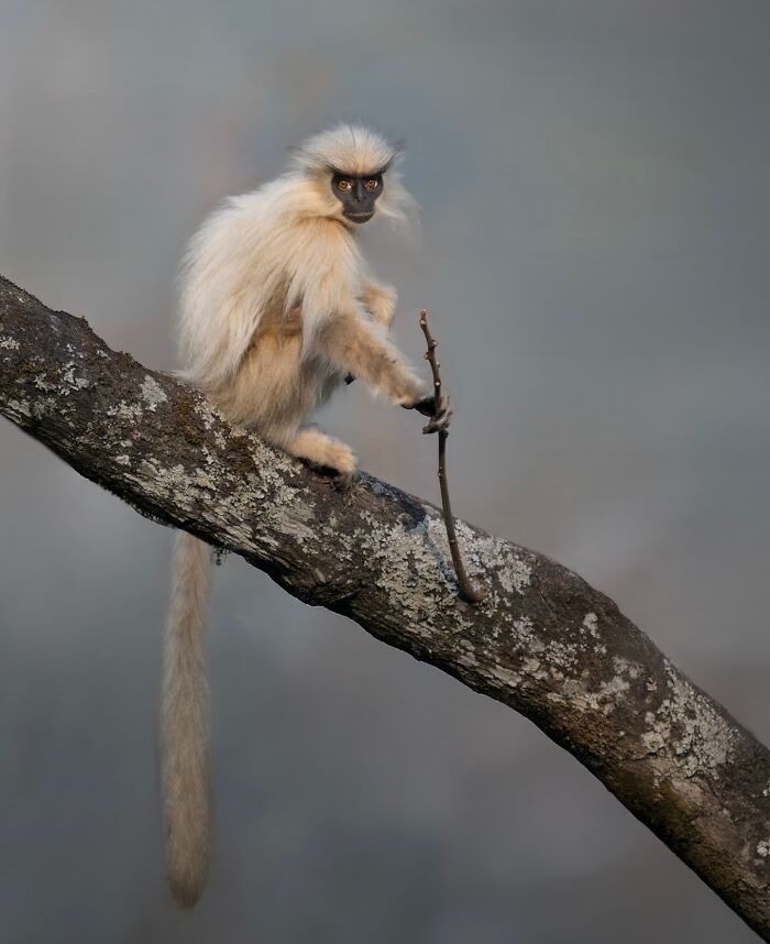 50 Breathtaking Animal Photos By Marcello Galleano