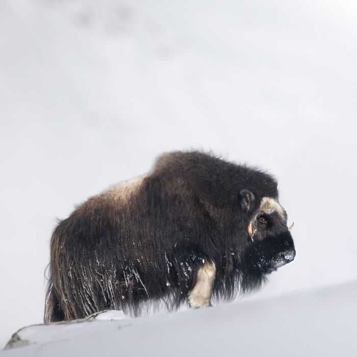 50 Breathtaking Animal Photos By Marcello Galleano