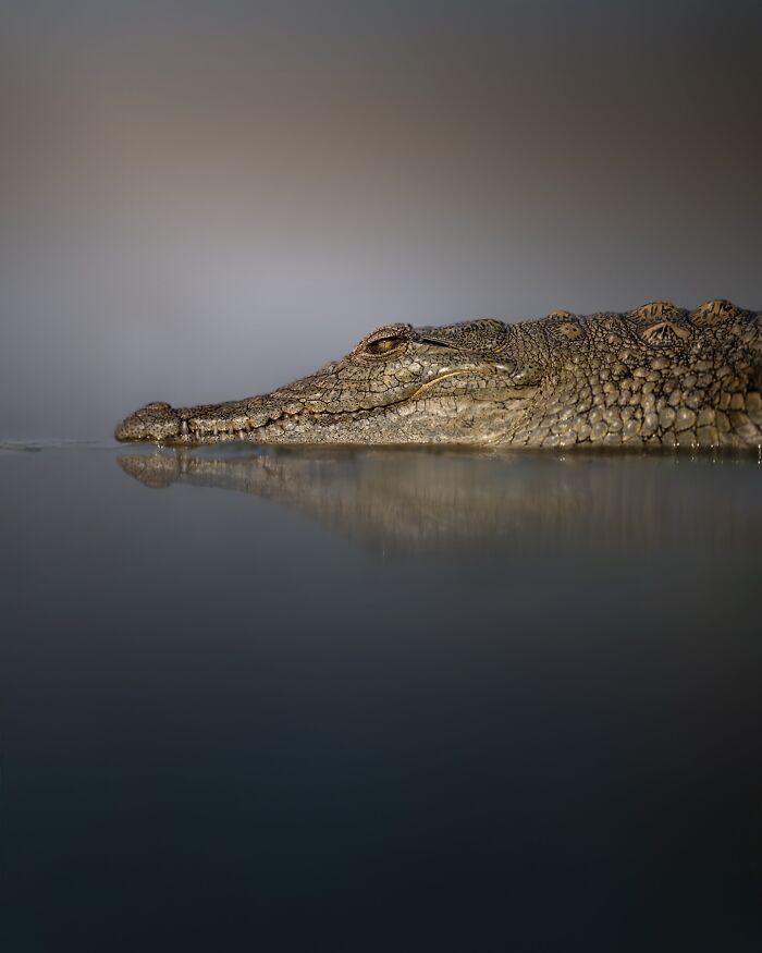 50 Breathtaking Animal Photos By Marcello Galleano