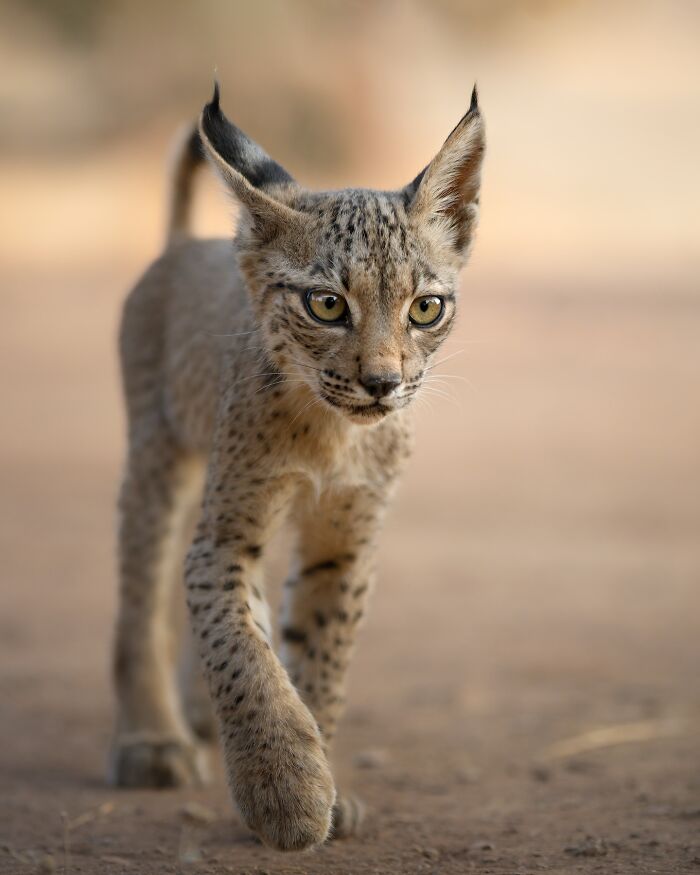50 Breathtaking Animal Photos By Marcello Galleano