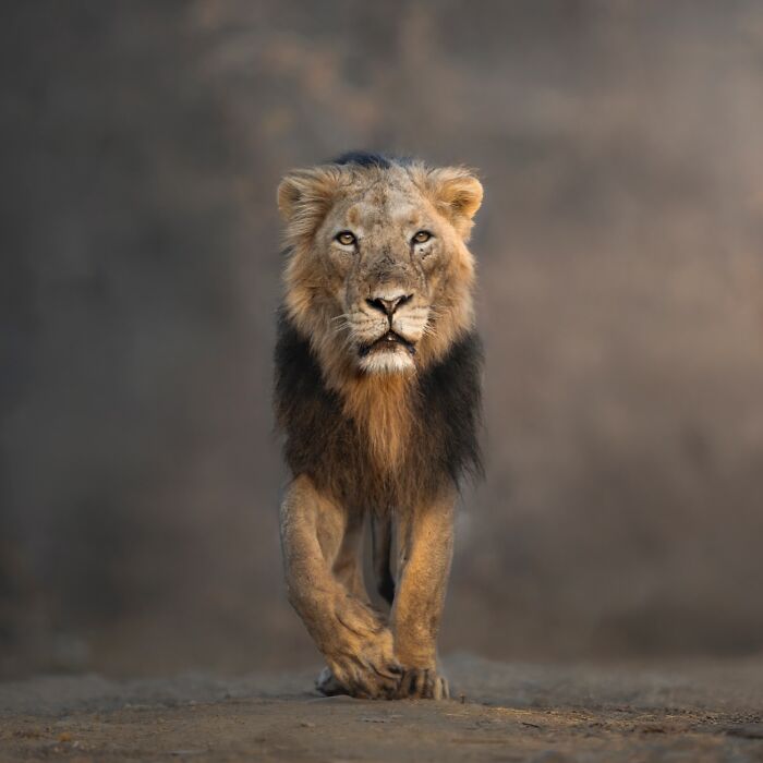 50 Breathtaking Animal Photos By Marcello Galleano