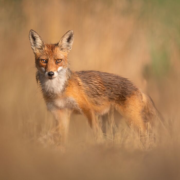 50 Breathtaking Animal Photos By Marcello Galleano