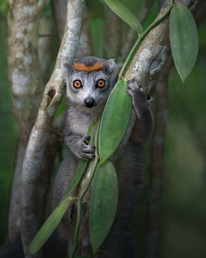 50 Breathtaking Animal Photos By Marcello Galleano