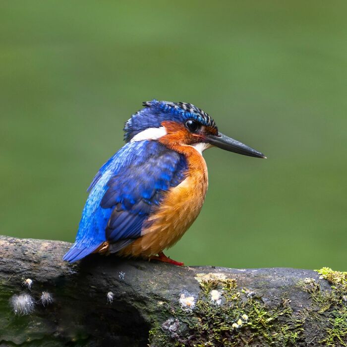 50 Breathtaking Animal Photos By Marcello Galleano