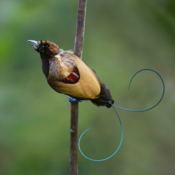 50 Breathtaking Animal Photos By Marcello Galleano